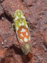 Erythroneura reflecta
