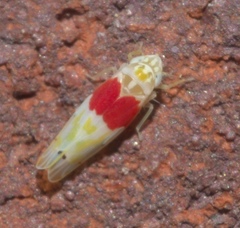 Eratoneura osborni