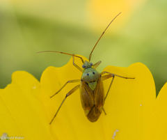Closterotomus