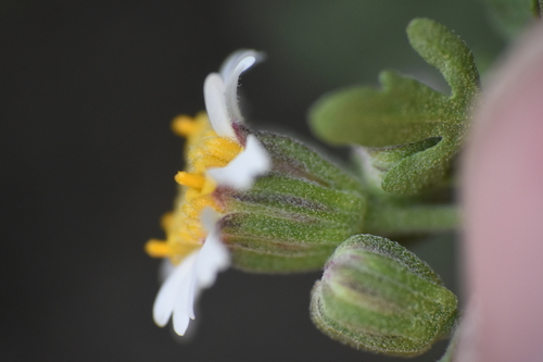 Crowfoot Rockdaisy (Galinsogeopsis coronopifolia)