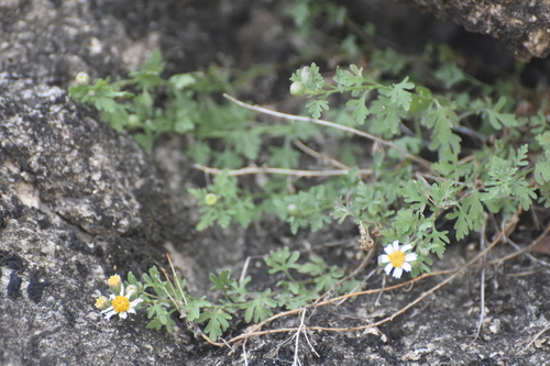 Perityle coronopifolia A. Gray