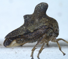 Heliria cristata