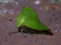 Telamona excelsa