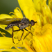 Empis spiralis - Photo (c) A Lamberts, some rights reserved (CC BY-NC), uploaded by A Lamberts