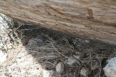 Thamnophis cyrtopsis ocellatus