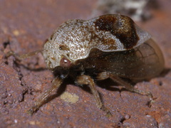 Smiliini