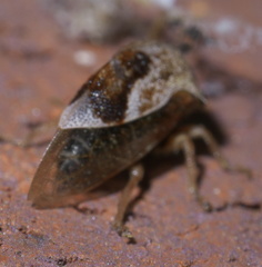 Smiliini