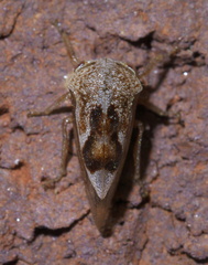 Smiliini