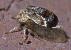 Smiliini