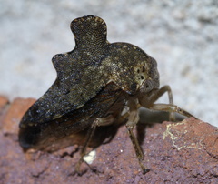 Heliria cristata
