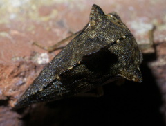 Heliria cristata