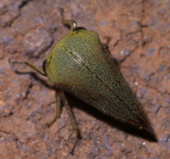 Carynota