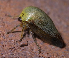 Carynota