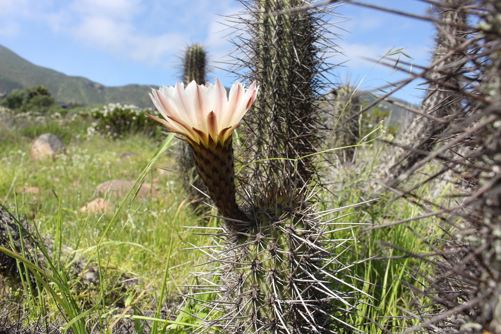 Leucostele nigripilis; photograph (c) Constanza Vargas Villegas, some rights reserved (CC BY)