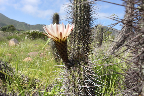 Leucostele nigripilis