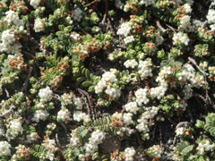 Pimelea carnosa