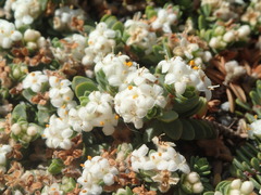 Pimelea carnosa