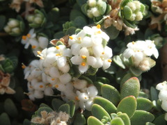 Pimelea carnosa