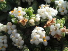 Pimelea carnosa