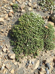 Pimelea carnosa