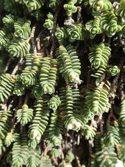 Pimelea carnosa
