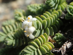 Pimelea carnosa
