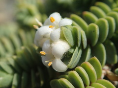 Pimelea carnosa