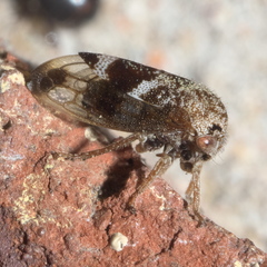 Ophiderma