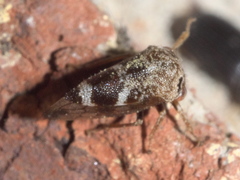 Ophiderma