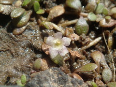 Glossostigma diandrum