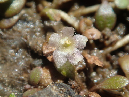 Glossostigma