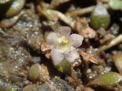 Glossostigma diandrum