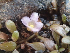 Glossostigma diandrum