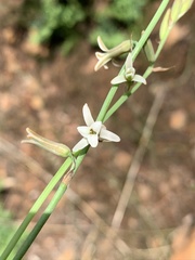 Dipcadi gracillimum