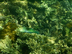 Halichoeres chloropterus