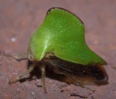 Telamona excelsa