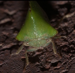 Telamona excelsa