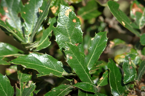 Quercus castanea, photograph 6