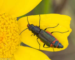Haplomalachius flabellatus