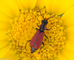 Malachius coccineus