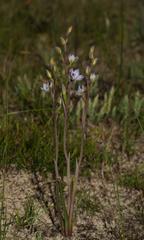 Thelymitra epipactoides