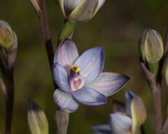 Thelymitra epipactoides