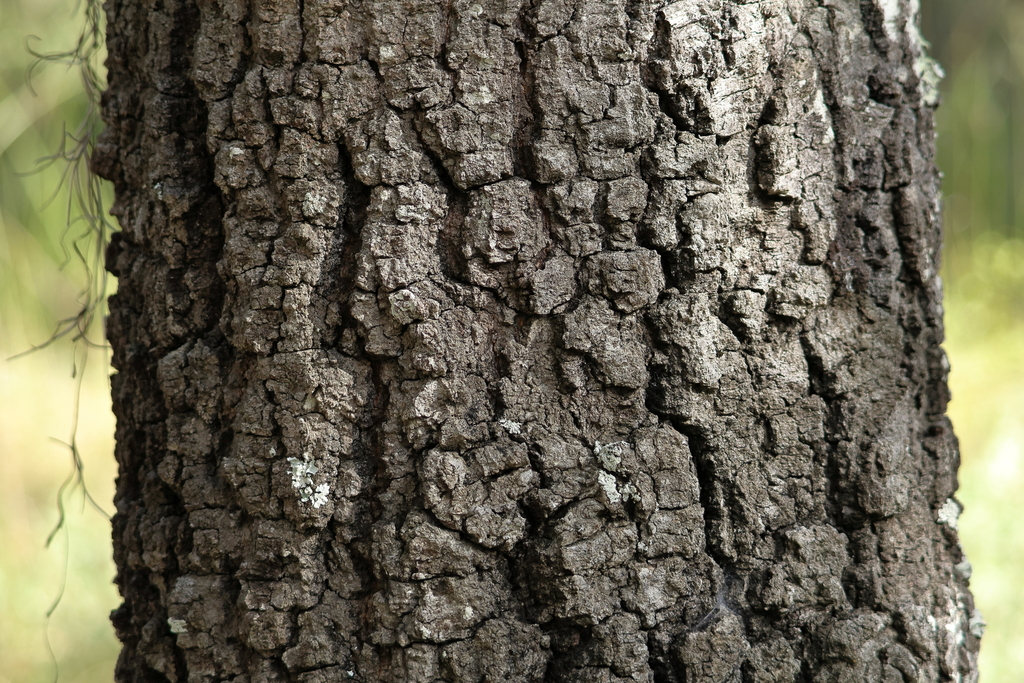 Quercus castanea; photograph (c) Wolfgang Ahlmer, some rights reserved (CC BY)