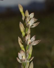 Thelymitra epipactoides