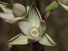 Thelymitra epipactoides