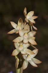 Thelymitra epipactoides