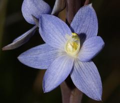 Thelymitra aristata