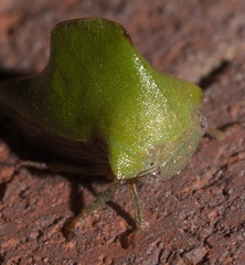 Telamona excelsa