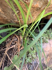 Cyperus leptocladus