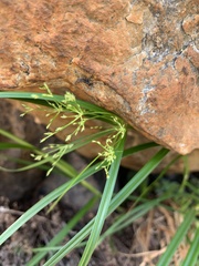 Cyperus leptocladus